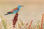 European Roller (Coracias garrulus), side view of an adult female perched on a Rumex crispus, Campania, Italy