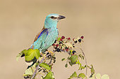 European Roller (Coracias garrulus), adult perched on a Wild Blackberry plant, Campania, Italy