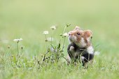 European hamster (Cricetus cricetus) sniffs a plant, Vienna, Austria, Europe