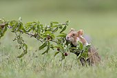 European hamster ( Cricetus cricetus) based on Cornelian cherry branch, Vienna, Austria, Europe