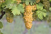 Welschriesling grapes, ripe grapes, National Park Neusiedler See, Burgenland, Austria, Europe