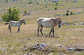 Przewalski's Horse (Equus ferus przewalski), stallion and foal, Takh, Le Villaret, Cévennes, Lozère, France