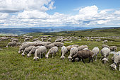 Sheep in summer pastures, Mont Lozère, Cevennes, Lozère, France
