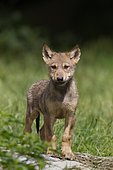 Algonquin wolf (Canis lupus lycaon), pup, captive, Germany, Europe