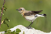 Northern Wheatear (Oenanthe oenanthe), adult female drying itself after a bath, Abruzzo, Italy