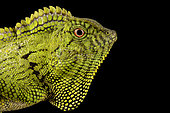 Abbott’s Anglehead Lizard (Gonocephalus abbotti)