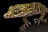 Thin-Banded Forest Gecko (Cyrtodactylus consobrinus)