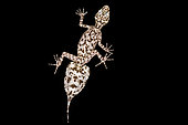 Mount Elliot leaf-tailed gecko (Phyllurus amnicola)