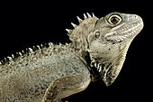 Kalam forest dragon (Hypsilurus nigrigularis)