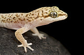 Speckled Thick-toed Gecko (Pachydactylus punctatus)