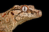 Gargoyle gecko (Rhacodactylus auriculatus)