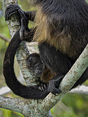 Mantled Howler Monkey (Alouatta palliata), baby looking from its mother’s feet, Soberania National Park, Panama