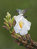 Blue-chested Hummingbird (Amazilia amabilis), searching for insects on Costus flower, Soberania National Park, Panama