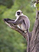 Southern Plains Grey Langur (Semnopithecus dussumieri), portrait, Kabini Forest, India