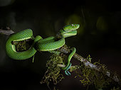Green Palm-Viper (Bothriechis lateralis), Costa Rica
