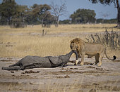 Lion (Panthera leo), male with elephant kill, Hwange National Park, Zimbabwe, January