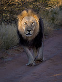 Lion (Panthera leo), male walking on park trail at sunrise, Tswalu Kalahari, South Africa, January