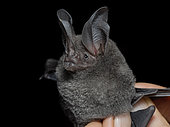White-throated round-eared bat (Lophostoma silvicolum), held by researcher, Madre de Dios, Peru