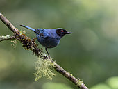 Masked Flowerpiercer (Diglossopis cyanea) on a branch, Ecuador
