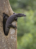 Bengal Monitor Lizard (Varanus bengalensis), on tree hole, Kabini Forest, India
