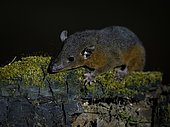 Amazonian red-sided opossum (Monodelphis glirina), Madre de Dios, Peru