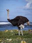 Common Ostrich (Struthio camelopardalis australis), male by seaside, Cape Point, South Africa