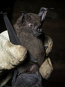 Lesser spear-nosed bat (Phyllostomus elongatus), held by researcher, Madre de Dios, Peru