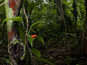 Dendrobate fraise (Oophaga pumilio) forme rouge en forêt tropicale, Bocas del Toro, Panama