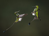 Haut-de-chausses à palettes (Ocreatus underwoodii) deux mâles s'affrontant en vol, Équateur