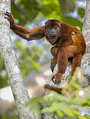 Venezuelan Red Howler Monkey (Alouatta seniculus), Madre de Dios, Peru