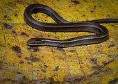 Red-bellied Snake (Rhadinaea decorata), Guna Yala, Panama, February