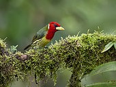Red-headed Barbet (Eubucco bourcierii), male, Tandayapa, Ecuador