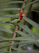 Red-headed Barbet (Eubucco bourcierii), male, Tandayapa, Ecuador