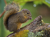 Red-tailed squirrel (Notosciurus granatensis), Talamanca Mountains, Costa Rica