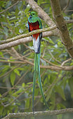 Resplendent Quetzal (Pharomachrus mocinno), male, Chiriqui Highlands, Panama