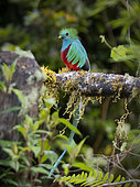 Resplendent Quetzal (Pharomachrus mocinno), male, Chiriqui Highlands, Panama, february
