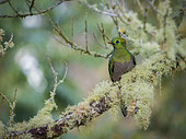 Resplendent Quetzal (Pharomachrus mocinno), immature male, Cerro Punta, Panama