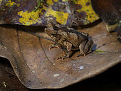 Leaflitter Toad (Rhinella alata), Darien, Panama