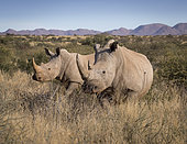 White Rhinoceros (Ceratotherium simum), female with grown calf, Tswalu Kalahari, South Africa