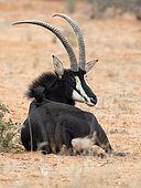 Sable Antelope (Hippotragus niger), male, Tswalu Kalahari, South Africa
