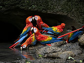 Scarlet Macaw (Ara macao), drinking at mineral-rich waterhole, Yasuni National Park, Ecuador