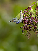 Shining Honeycreeper (Cyanerpes lucidus), female feeding on Miconia berries, Bocas del Toro, Panama