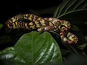 Checkerbelly Snake (Siphlophis cervinus), Yasuni National Park, Ecuador