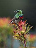 Southern Double-collared Sunbird (Cinnyris chalybeus), male on protea bush, Western Cape, South Africa, August