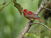 Summer Tanager (Piranga rubra), immature male moulting to adult plumage, Ecuador
