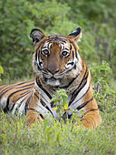 Bengal Tiger (Panthera tigris), female lying on grass, Kabini Forest, India