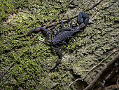 Scorpion (Tityus pachyurus), Valle de Anton, Panama