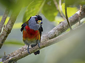 Toucan Barbet (Semnornis ramphastinus) on abranch, Colombia