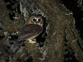 Unspotted Saw-whet Owl (Aegolius ridgwayi), Volcán Barú National Park, Panama