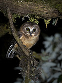 Unspotted Saw-whet Owl (Aegolius ridgwayi), Volcán Barú National Park, Panama